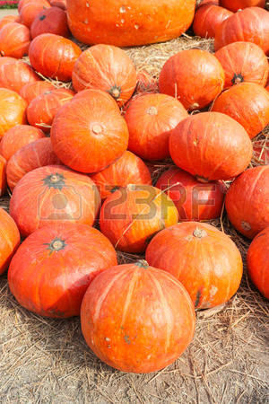 Giant Pumpkin Stock Photos & Pictures. Royalty Free Giant Pumpkin.
