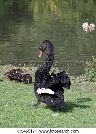 Stock Photography of Black Swan (cygnus atratus) k15459171.