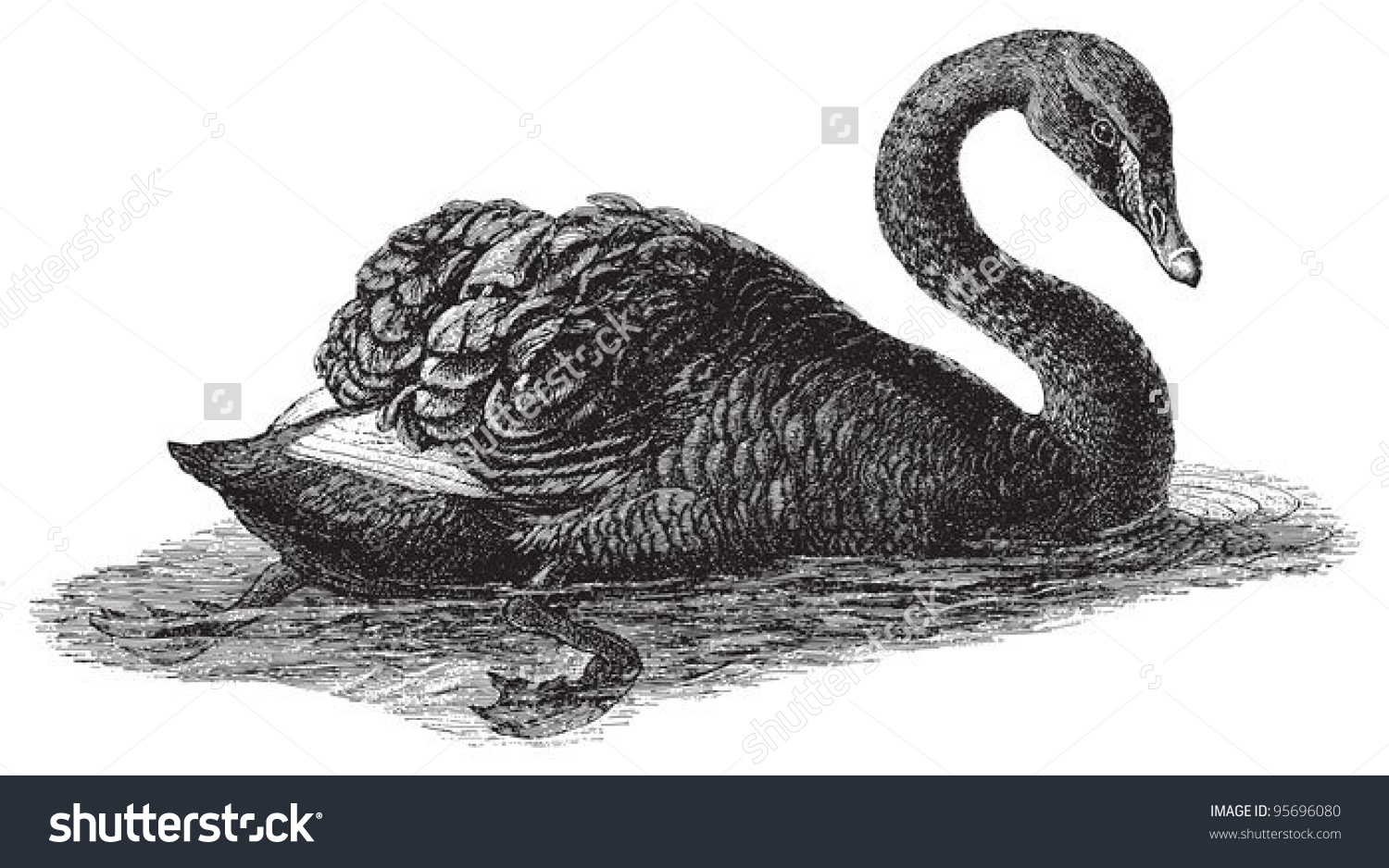 Black Swan Cygnus Atratus Vintage Illustration Stock Vector.