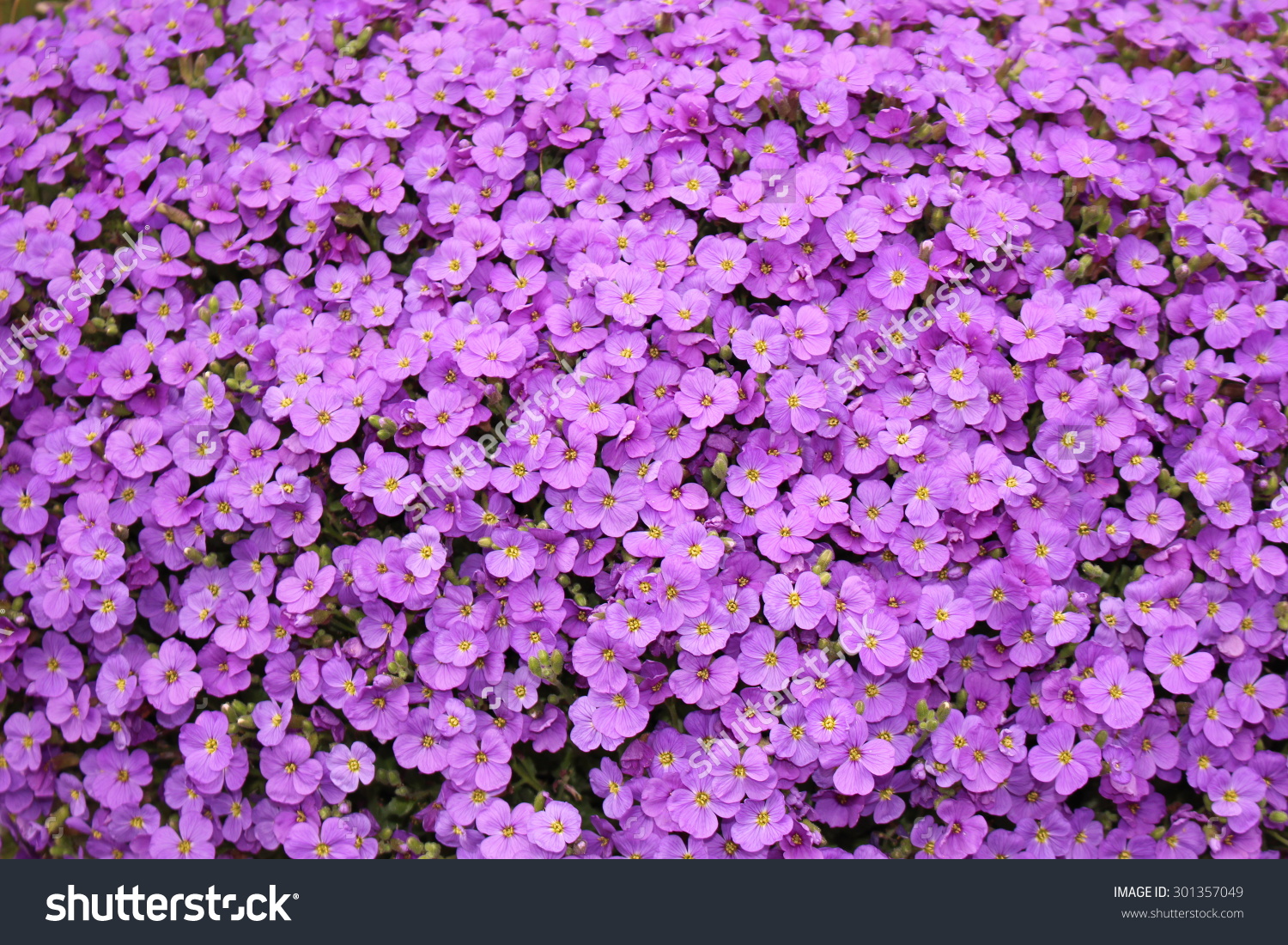 Purple Aubrieta Flowers Aubretia Flowers Aubrieta Stock Photo.
