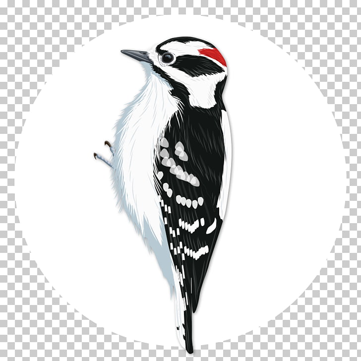 Downy woodpecker Bird Penguin National Audubon Society, Bird.