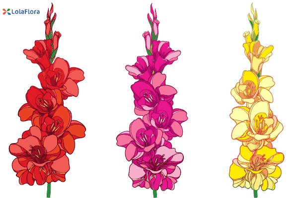 Read More about Gladiolus.