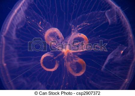 Stock Photo of Aurelia aurita (moon jelly, moon jellyfish, common.
