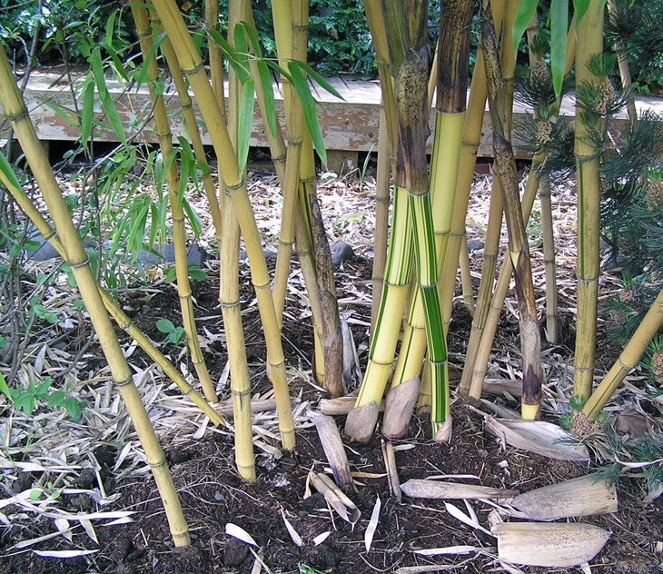 Phyllostachys vivax for sale.
