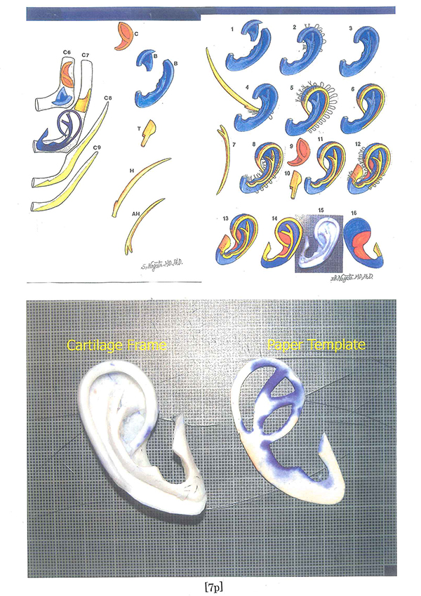 Accuracy evaluation on proportions of the reconstructed auricle.