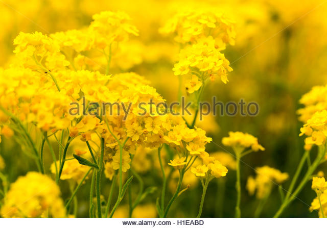 Basket Of Gold Stock Photos & Basket Of Gold Stock Images.