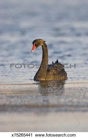 Stock Photography of Black Swan (Cygnus atratus) in shallow bay.