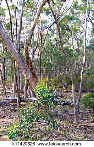 Stock Images of Australian Bush Scene. Eucalyptus Trees at Kelly.