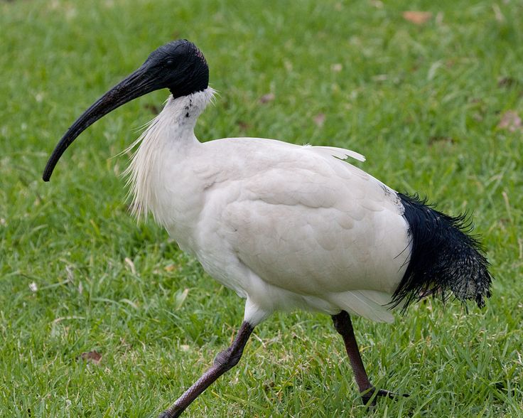 1000+ images about Ibis on Pinterest.