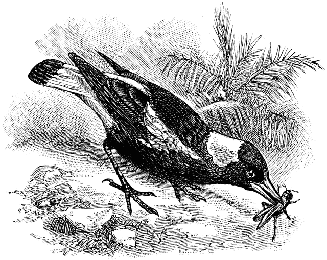 Australian Magpie.