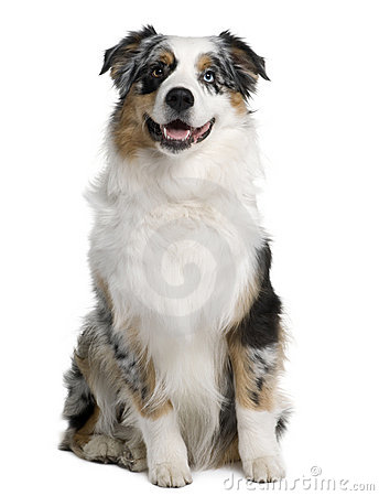 Australian sheperds clipart 20 free Cliparts | Download images on ...