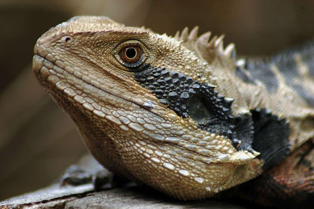 Eastern Water Dragon Diet, Habitat & Reproduction.