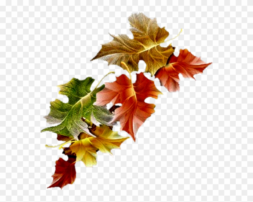 Autumn Leaves Gif / Image result for Fall leaves gif s | Autumn scenery