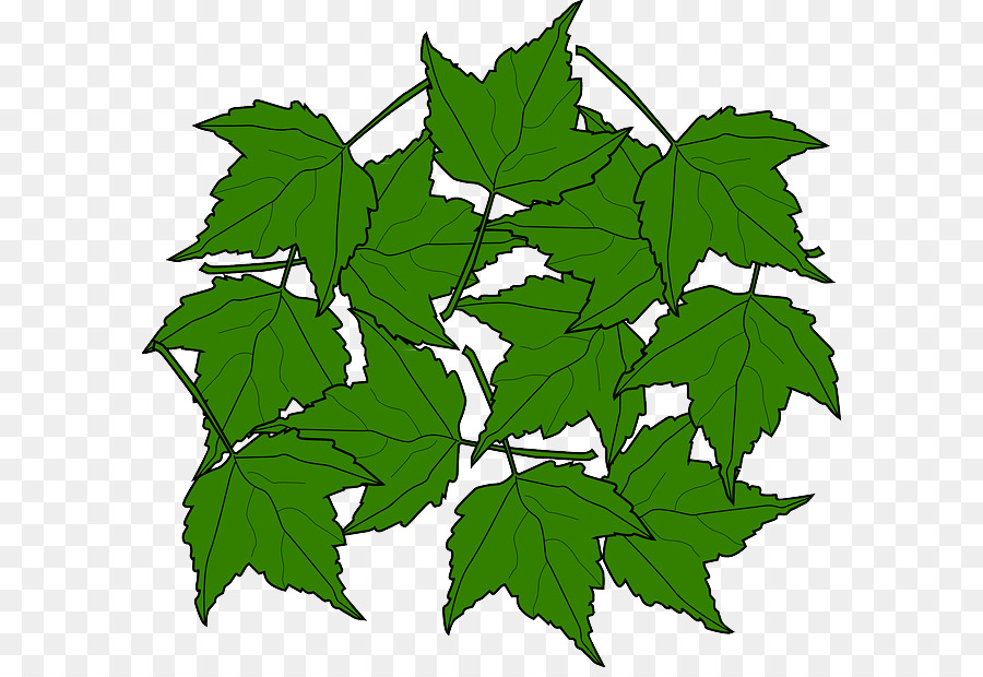 Canada Maple Leaf clipart.