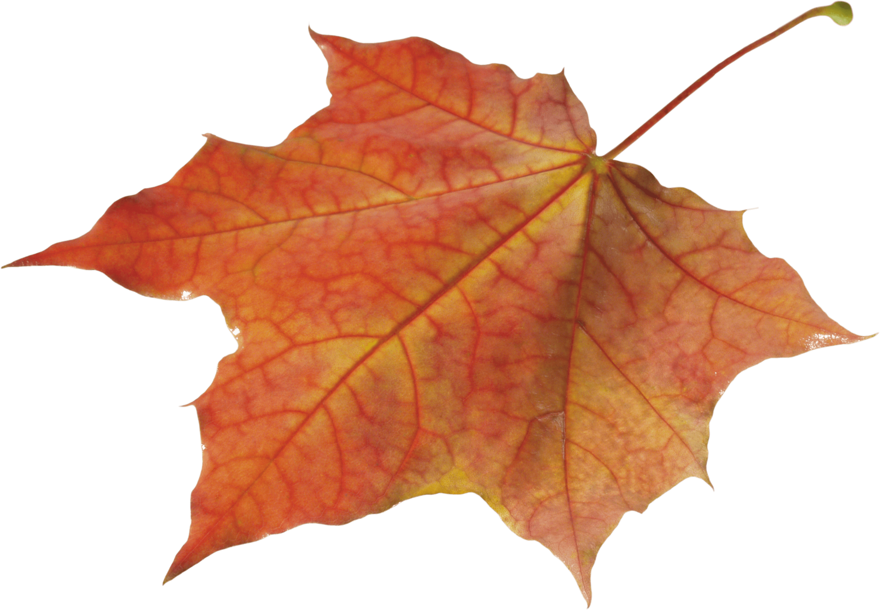 Autumn Leaves Solo Left transparent PNG.
