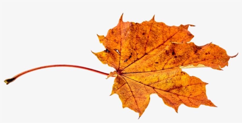 Autumn, Leaves, Leaf, Png, Transparent, Fall Color.