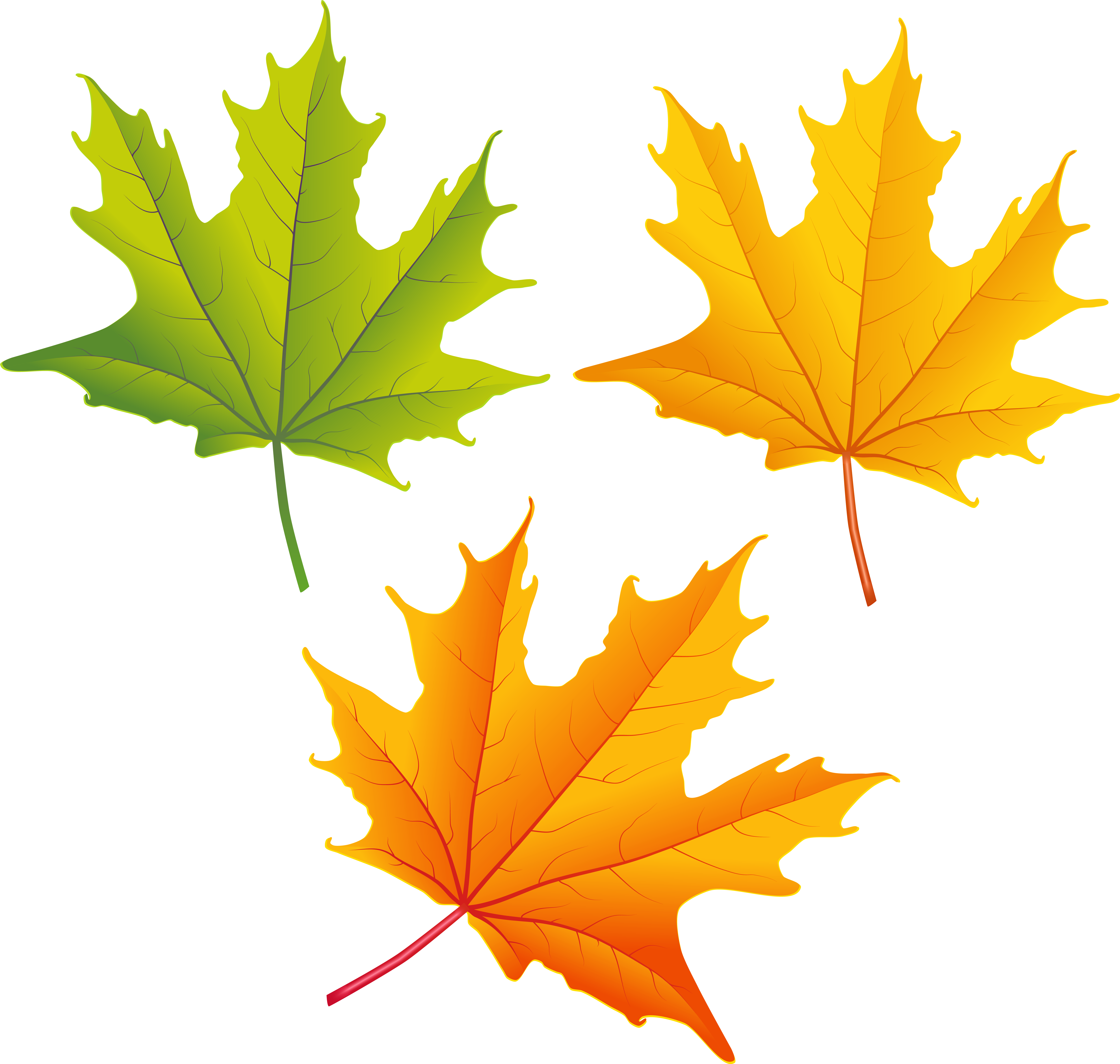 autumn maple leaf clip art 20 free Cliparts | Download images on