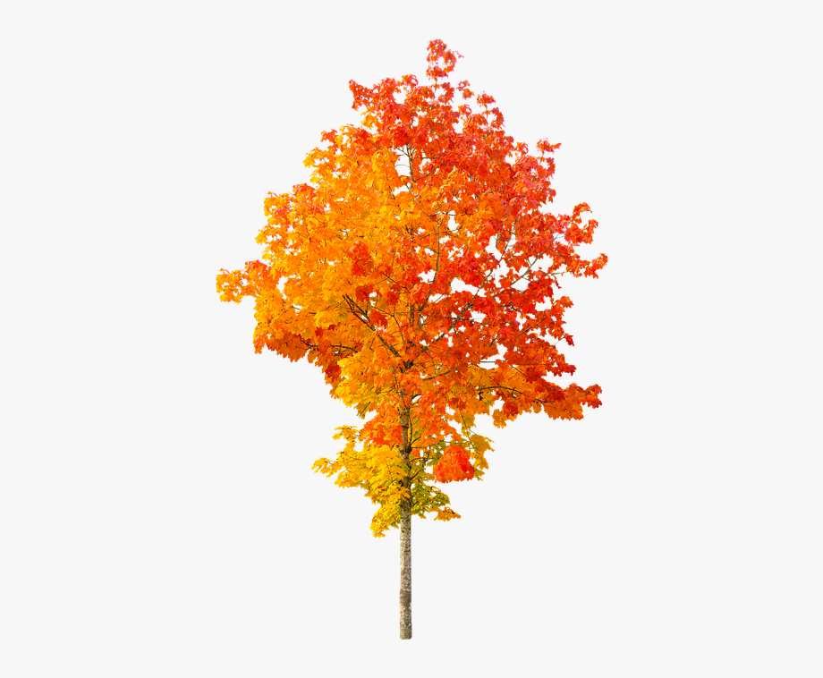 autumn tree png clipart 10 free Cliparts | Download images on