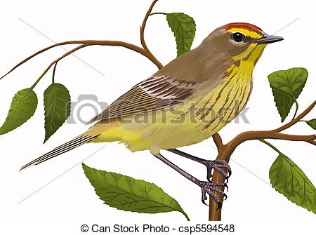 Aves Illustrations and Clipart. 771 Aves royalty free.