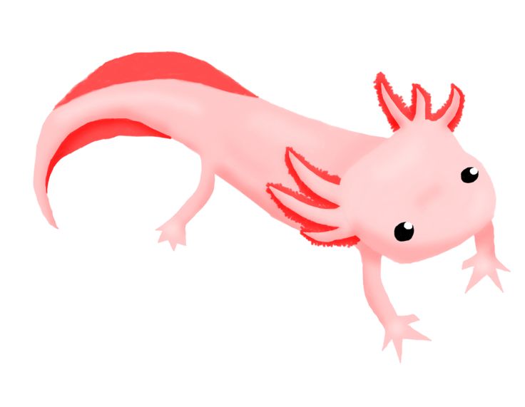 Axolotl clipart 20 free Cliparts | Download images on Clipground 2022
