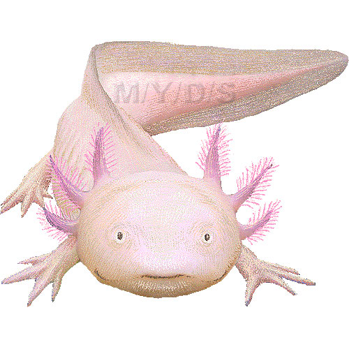 Axolotl clipart 20 free Cliparts | Download images on Clipground 2024