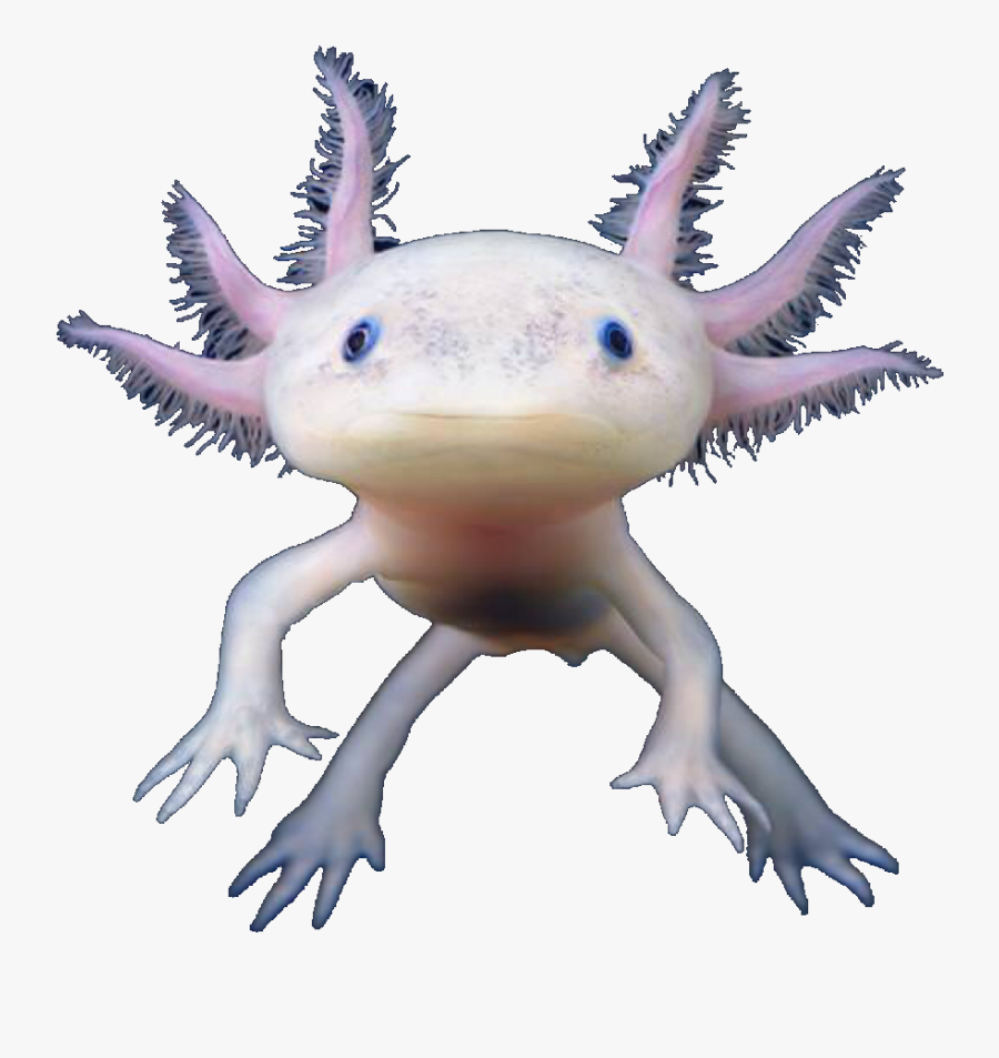 Transparent Axolotl Png.