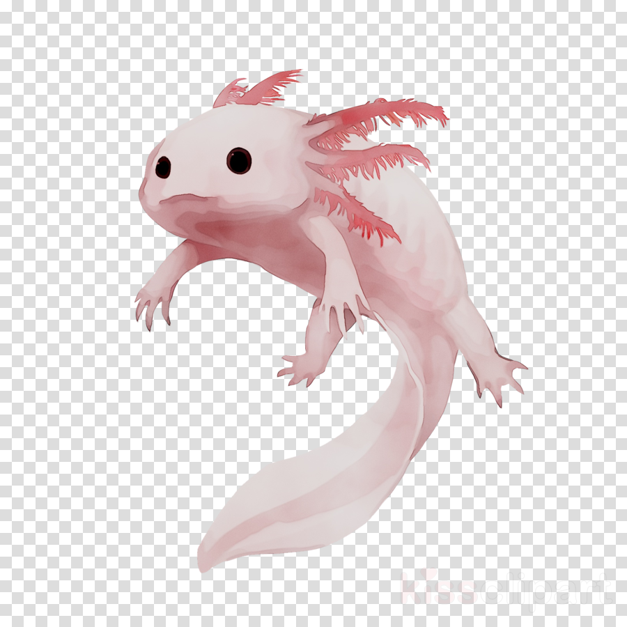 axolotls clipart 10 free Cliparts | Download images on Clipground 2021