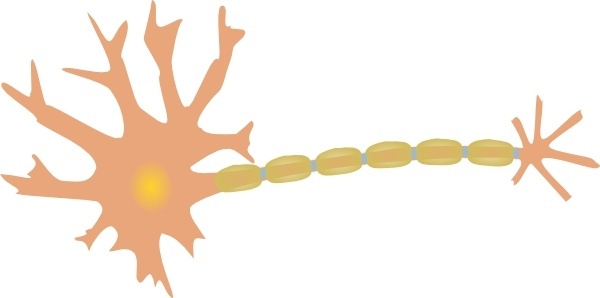 Neuron axon free vector download (7 Free vector) for commercial.
