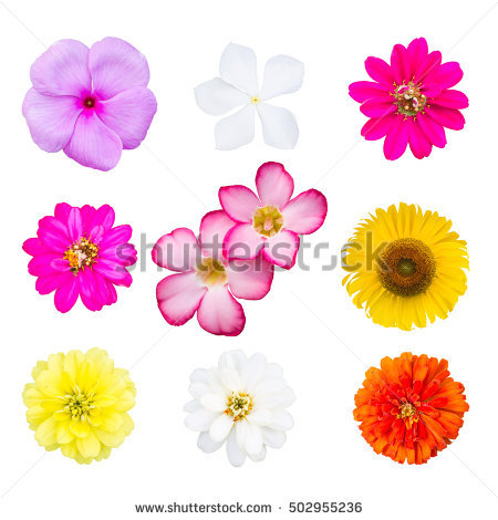 Azalea buds clipart 20 free Cliparts | Download images on Clipground 2024