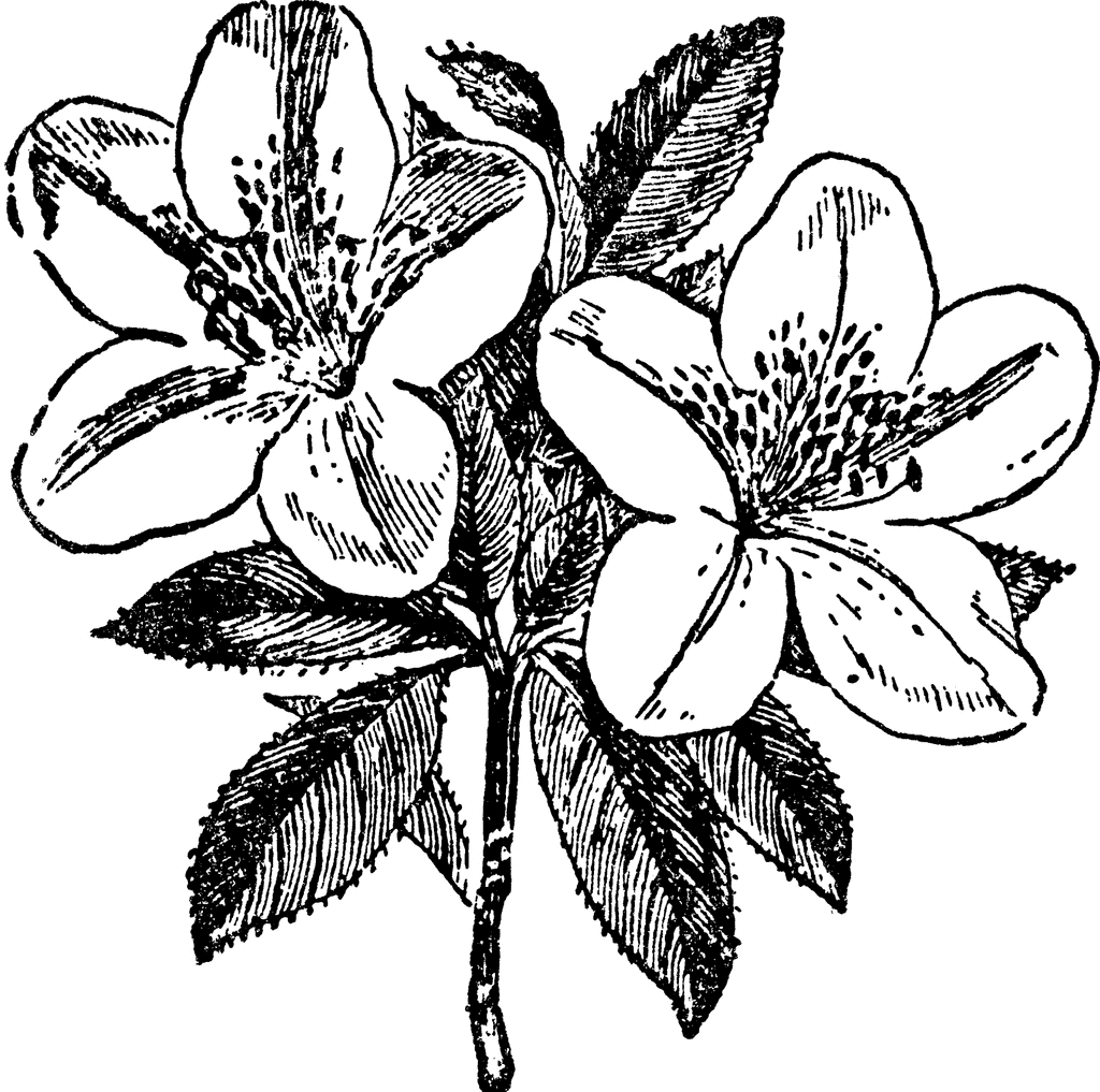 Images For > Azalea Flower Drawing.