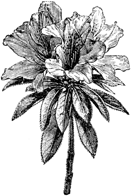 Azalea Flower Clipart.
