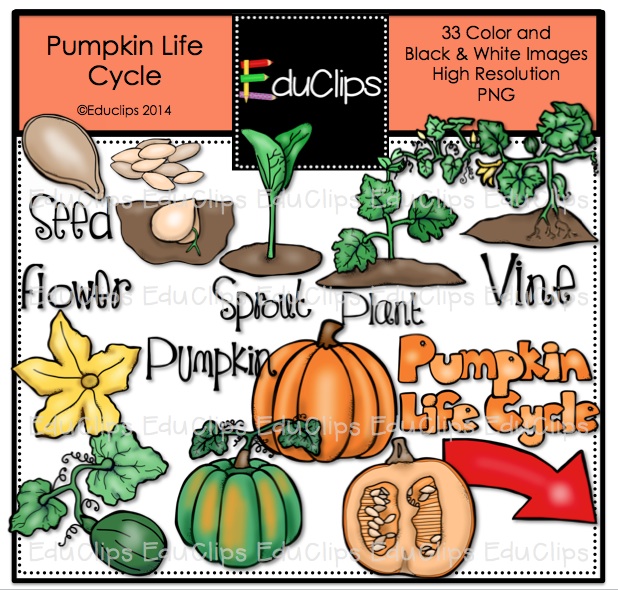 Pumpkin Life Cycle Clipart.