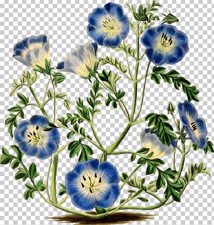 Menzies\' Baby Blue Eyes Flower Botany Botanical Illustration.