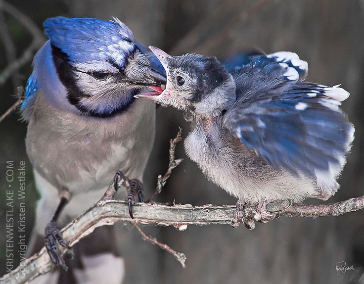 Oak Tree Blue Jay Squirrel Clipart & Cli #197350.