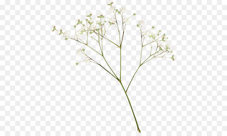 baby breath flowers clipart 10 free Cliparts | Download images on