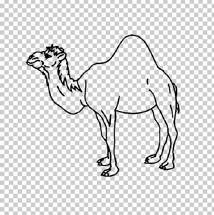 Dromedary Bactrian Camel Coloring Book Child Baby Camels PNG.