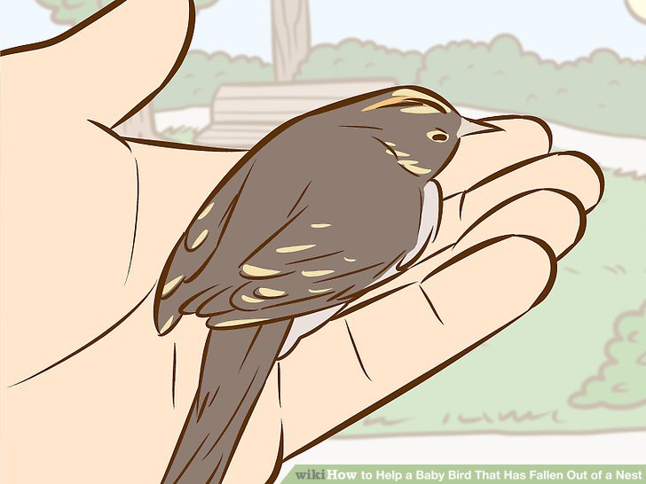How to Help a Baby Bird That Has Fallen Out of a Nest: 14 Steps.