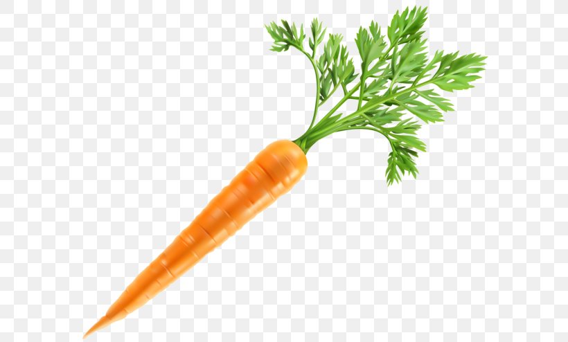 Baby Carrot Clip Art Vegetable, PNG, 600x494px, Baby Carrot.