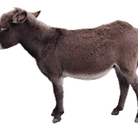 Baby Donkey Clipart, Lge 13 Cm Long gif by PuzzlEd_pics.