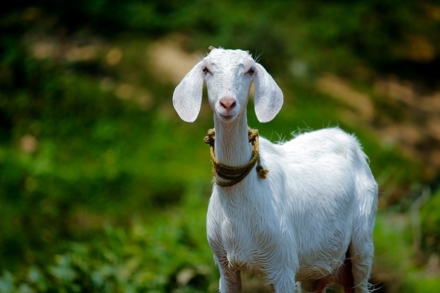 baby-goat-called-clipart-10-free-cliparts-download-images-on