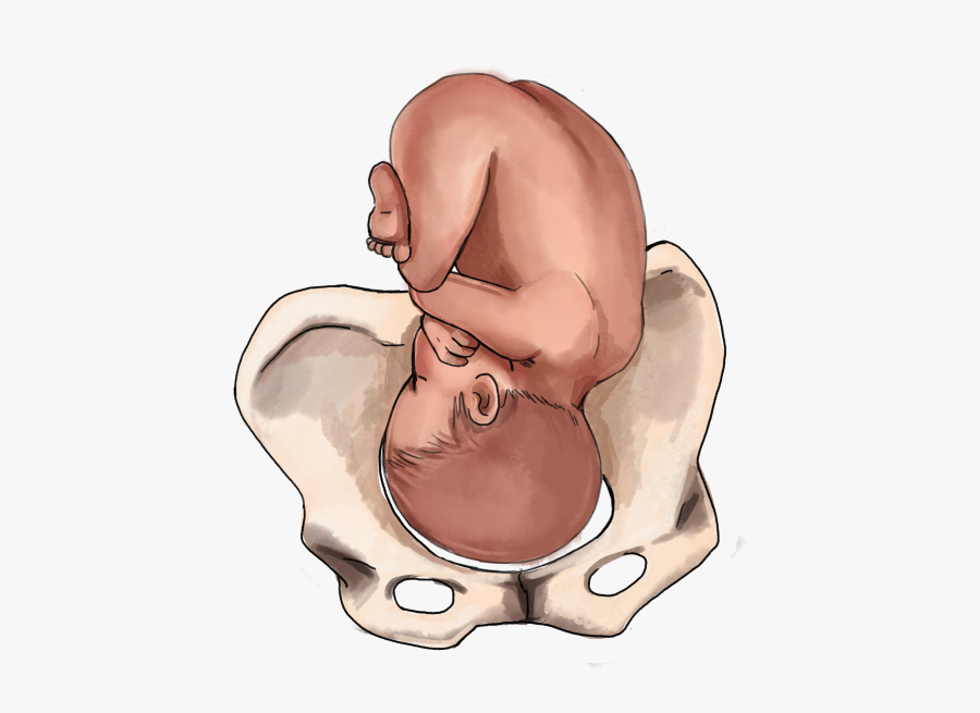 Clip Art 33 Weeks Fetus Pictures.