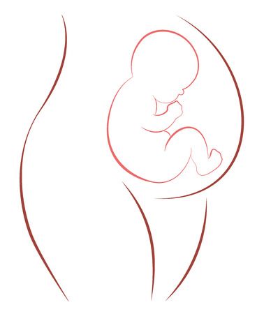 Fetus In Womb Clipart & Free Clip Art Images #28632.