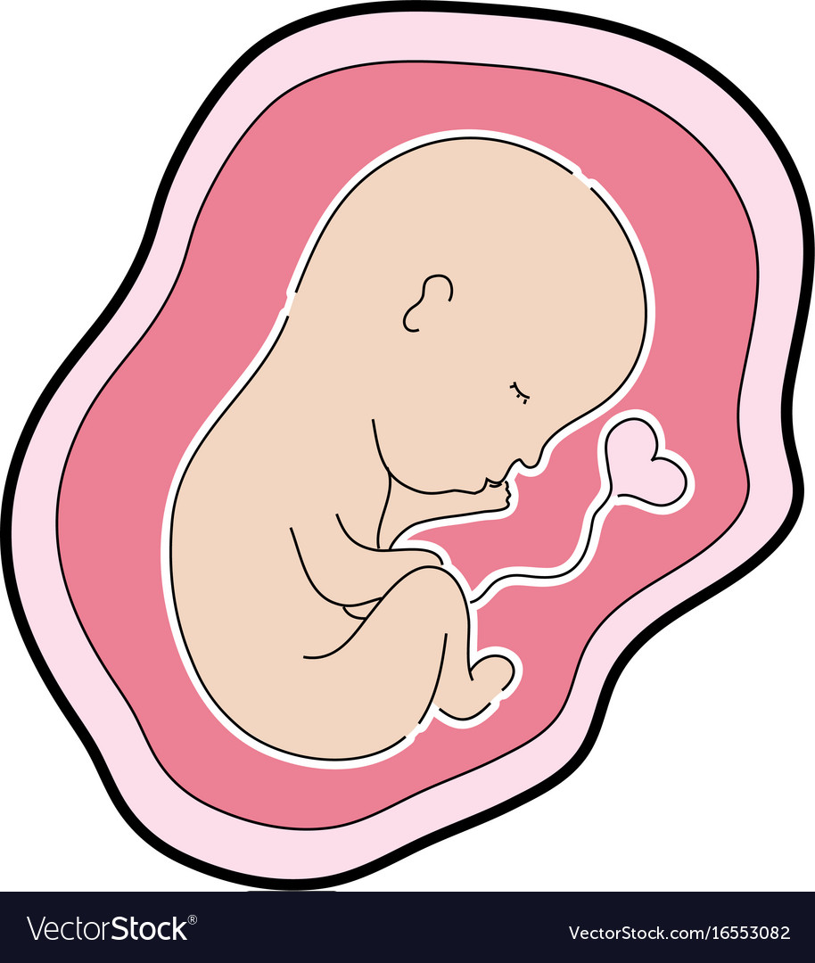Baby with umbilical cord inside uterus.