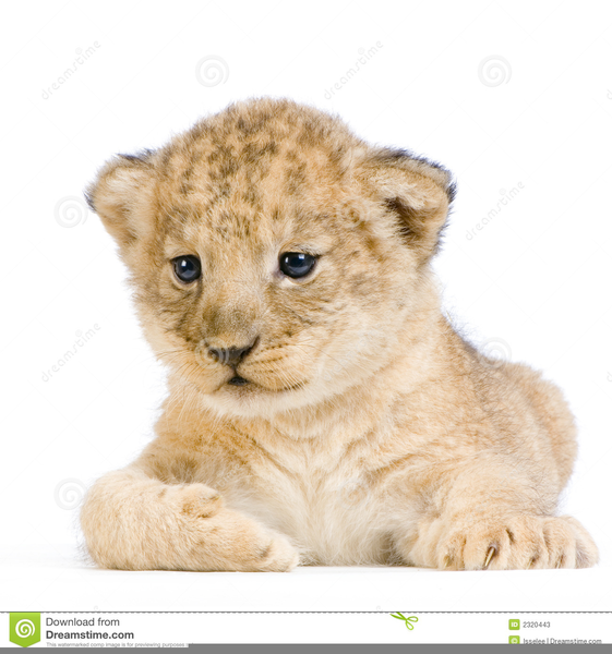 Lion Cub Clipart Free.