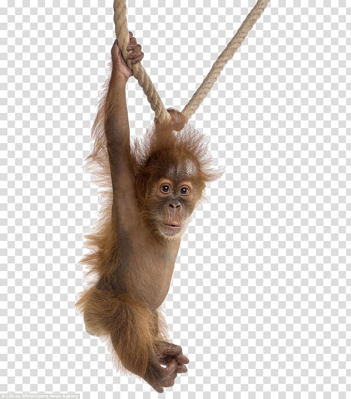 Gorilla Orangutan baby Baby Orangutans Sumatran orangutan.
