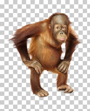 31 baby Orangutans PNG cliparts for free download.