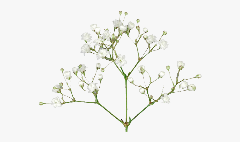 Babys Breath Clipart Transparent Background.