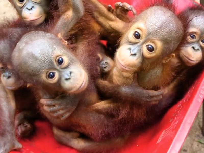Baby Orangutans Primate Gibbon Chimpanzee, orangutan.