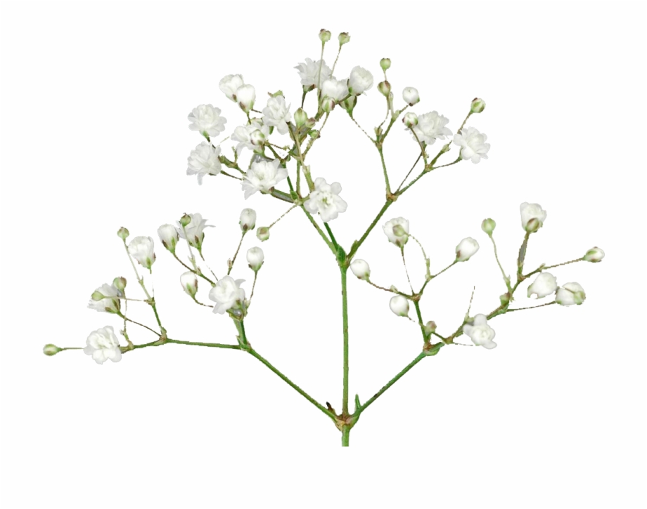 baby breath flower png