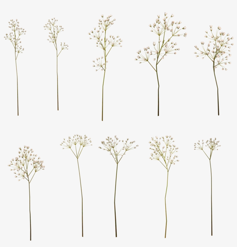 baby-s breath png 20 free Cliparts | Download images on Clipground 2021
